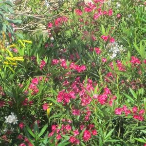 Meet your Posher, Ashira